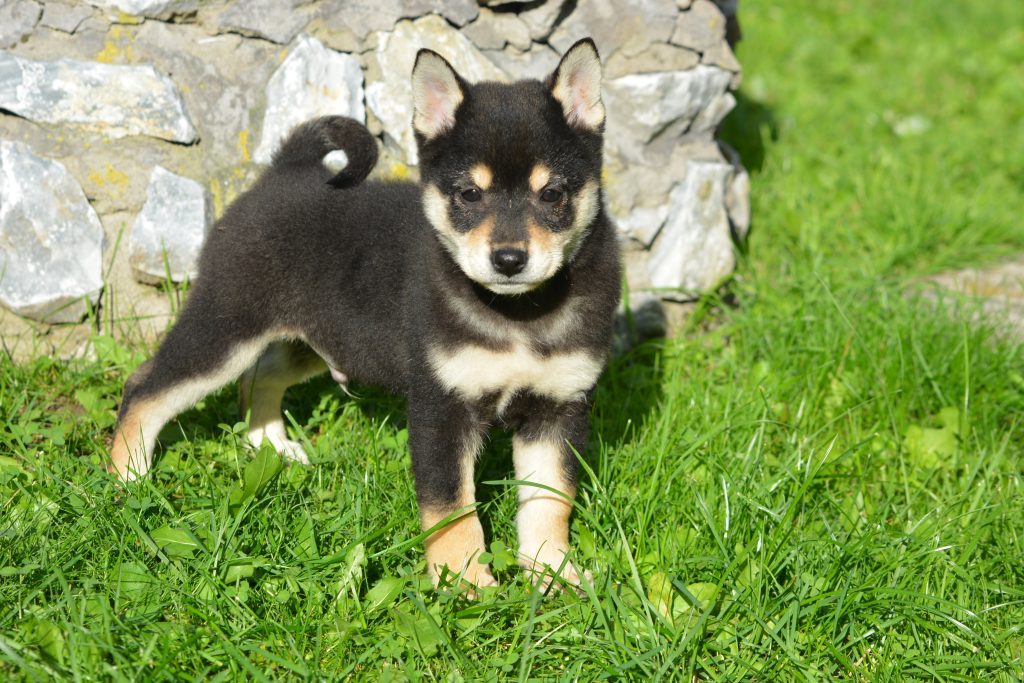 Shiba noir et feu