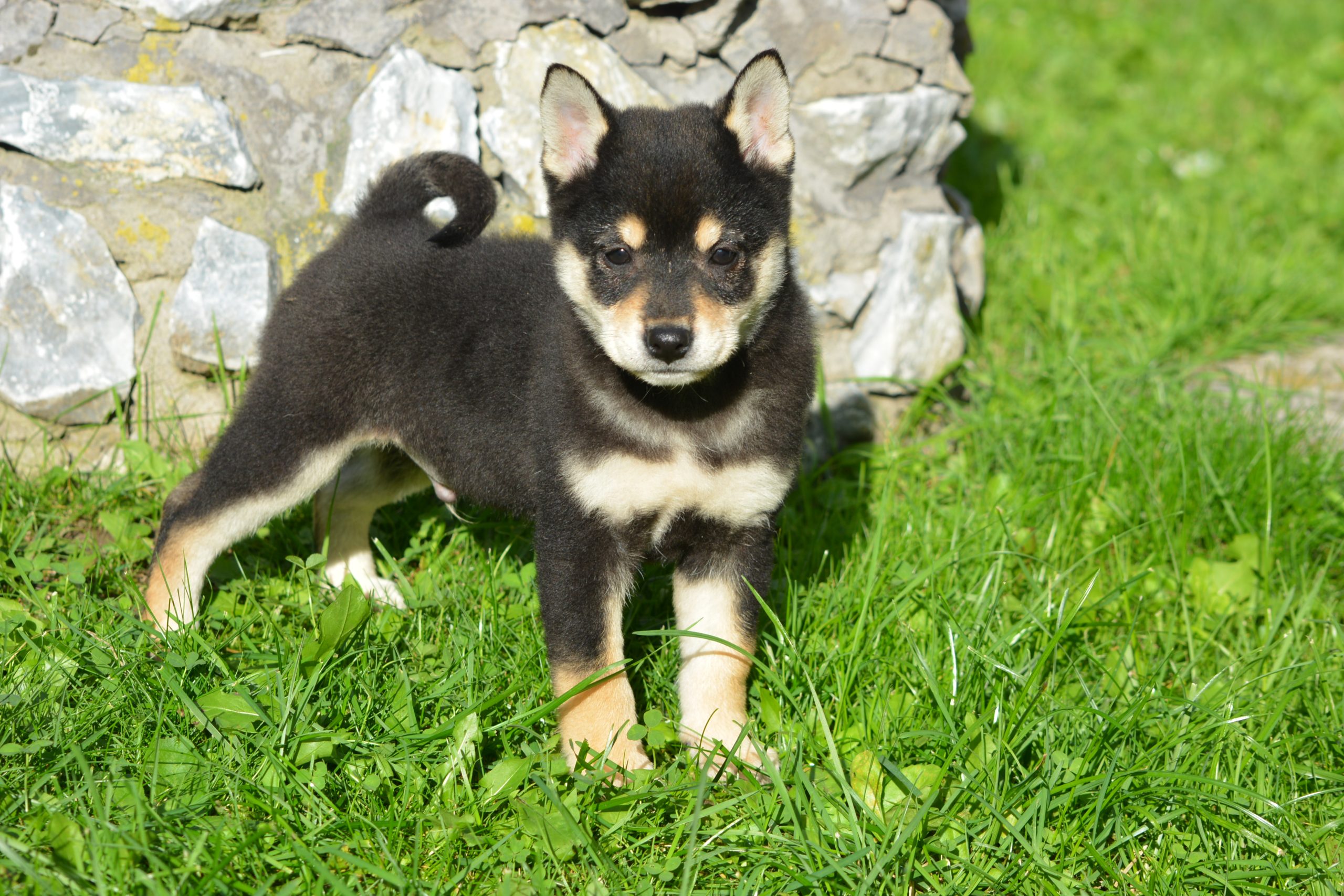 Shiba noir et feu