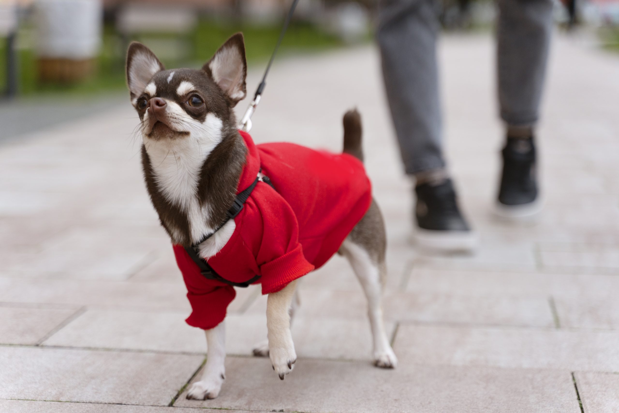 chien hiver manteau