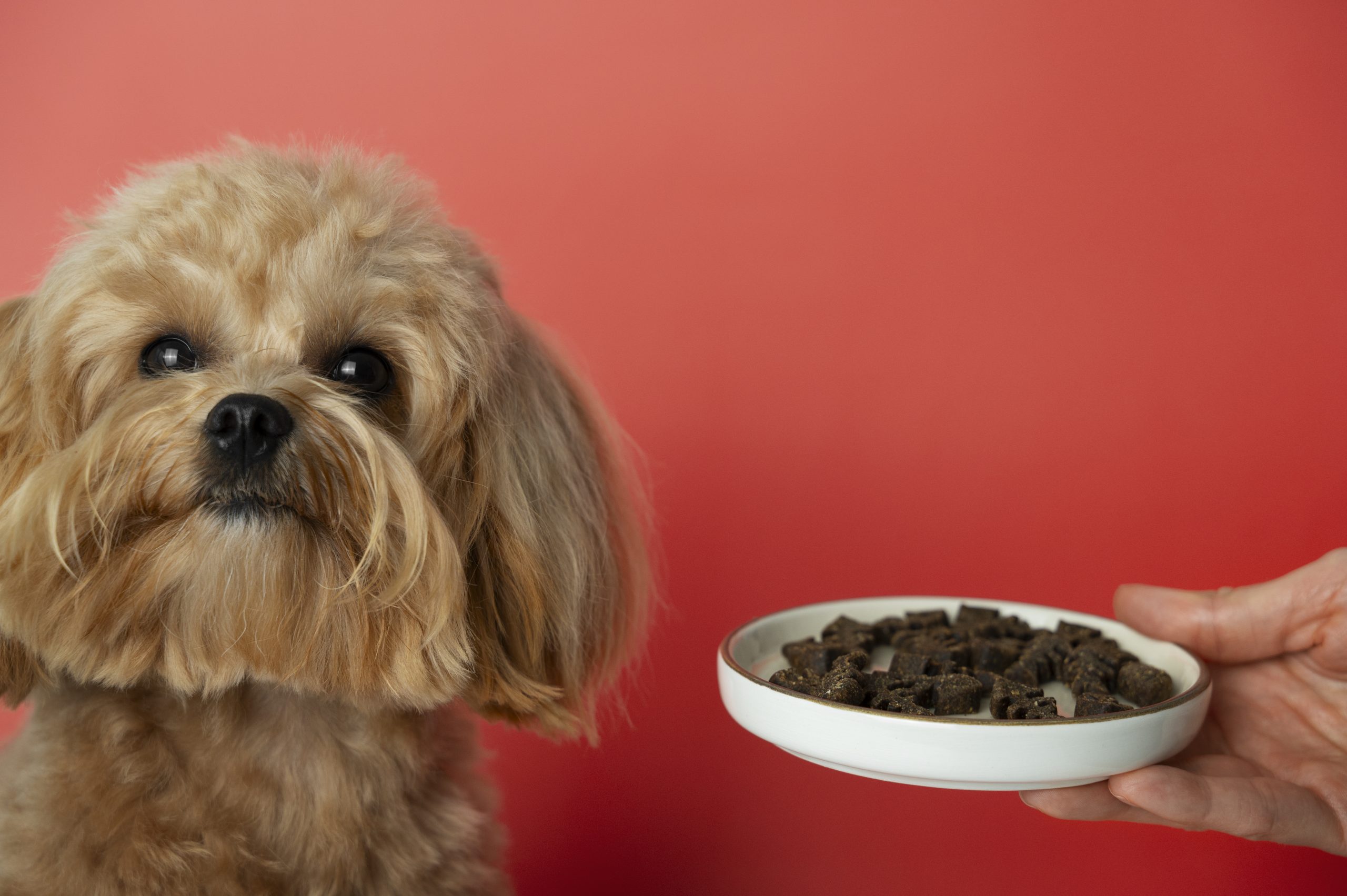 chien croquette