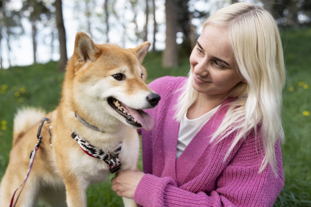 shiba fier