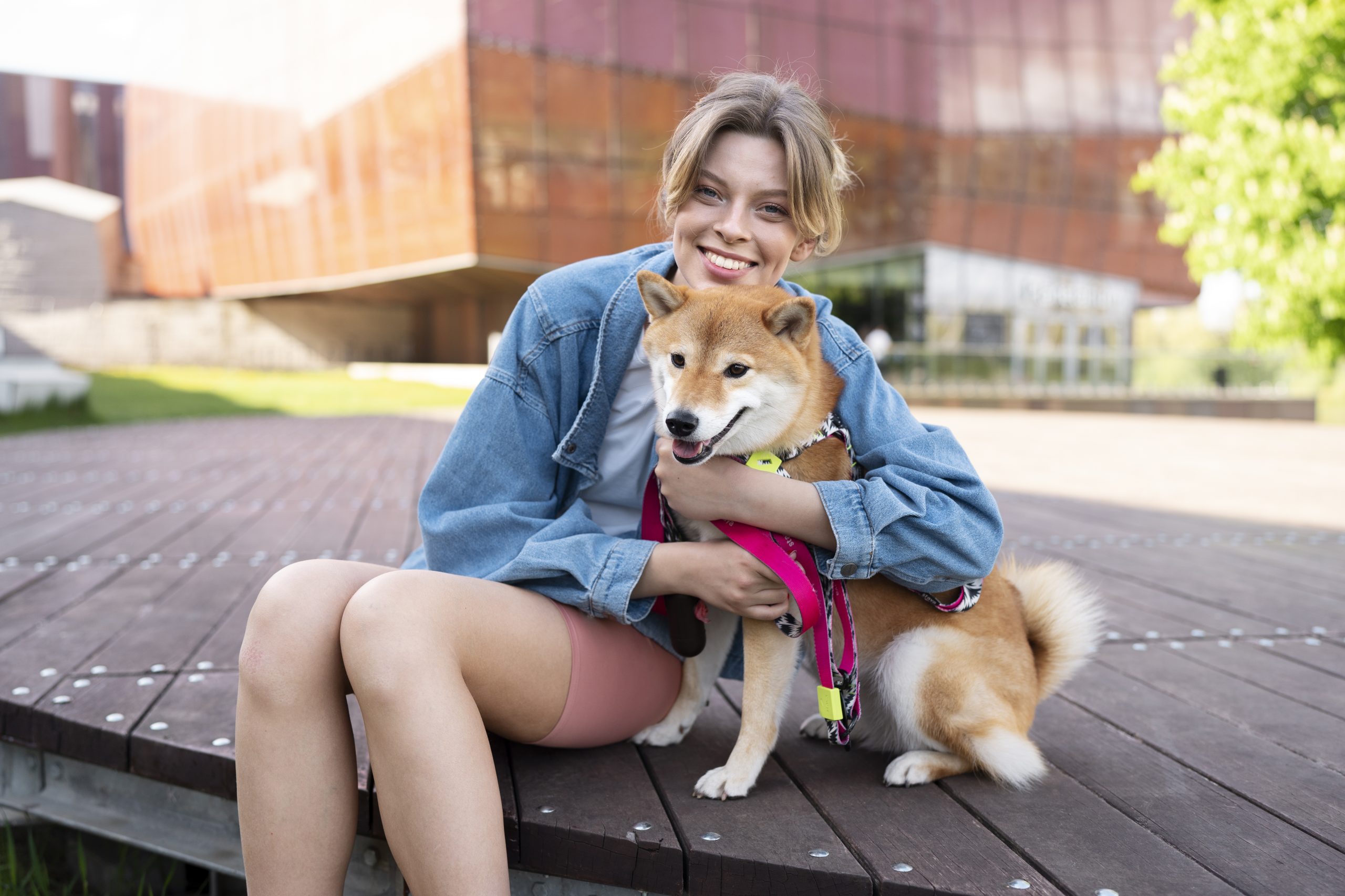 shiba dehors