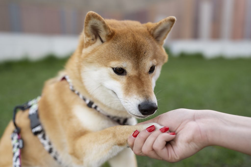 éducation shiba inu