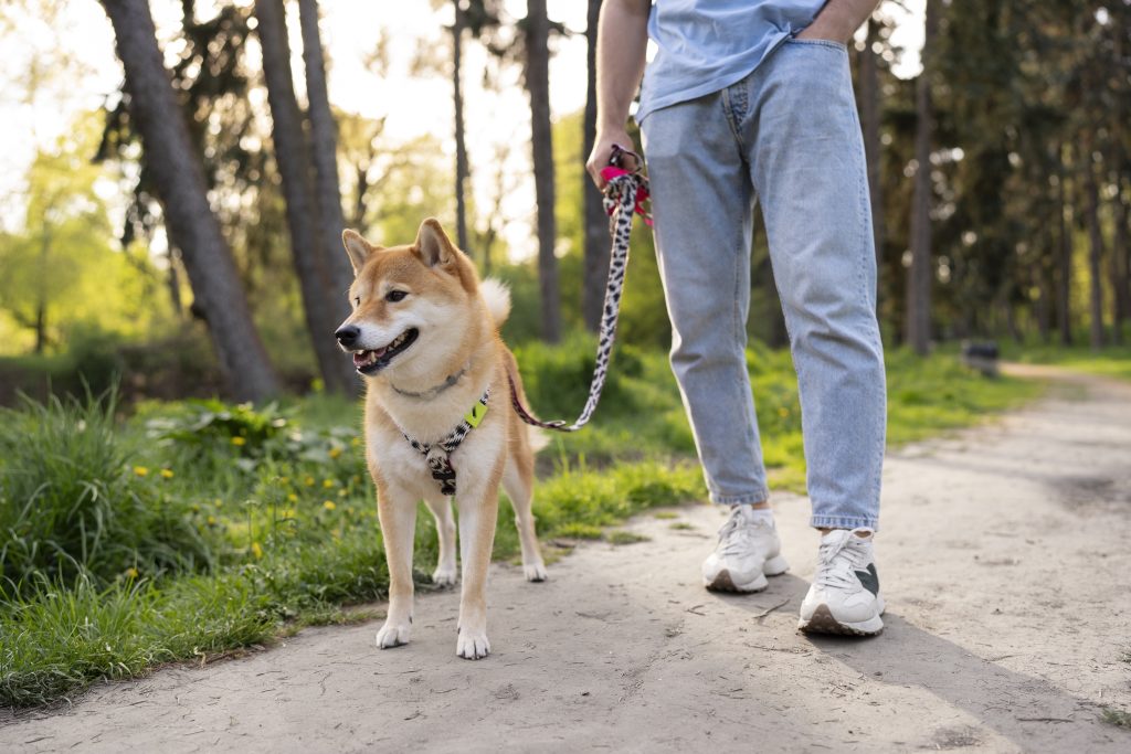 chien apprentissage propreté