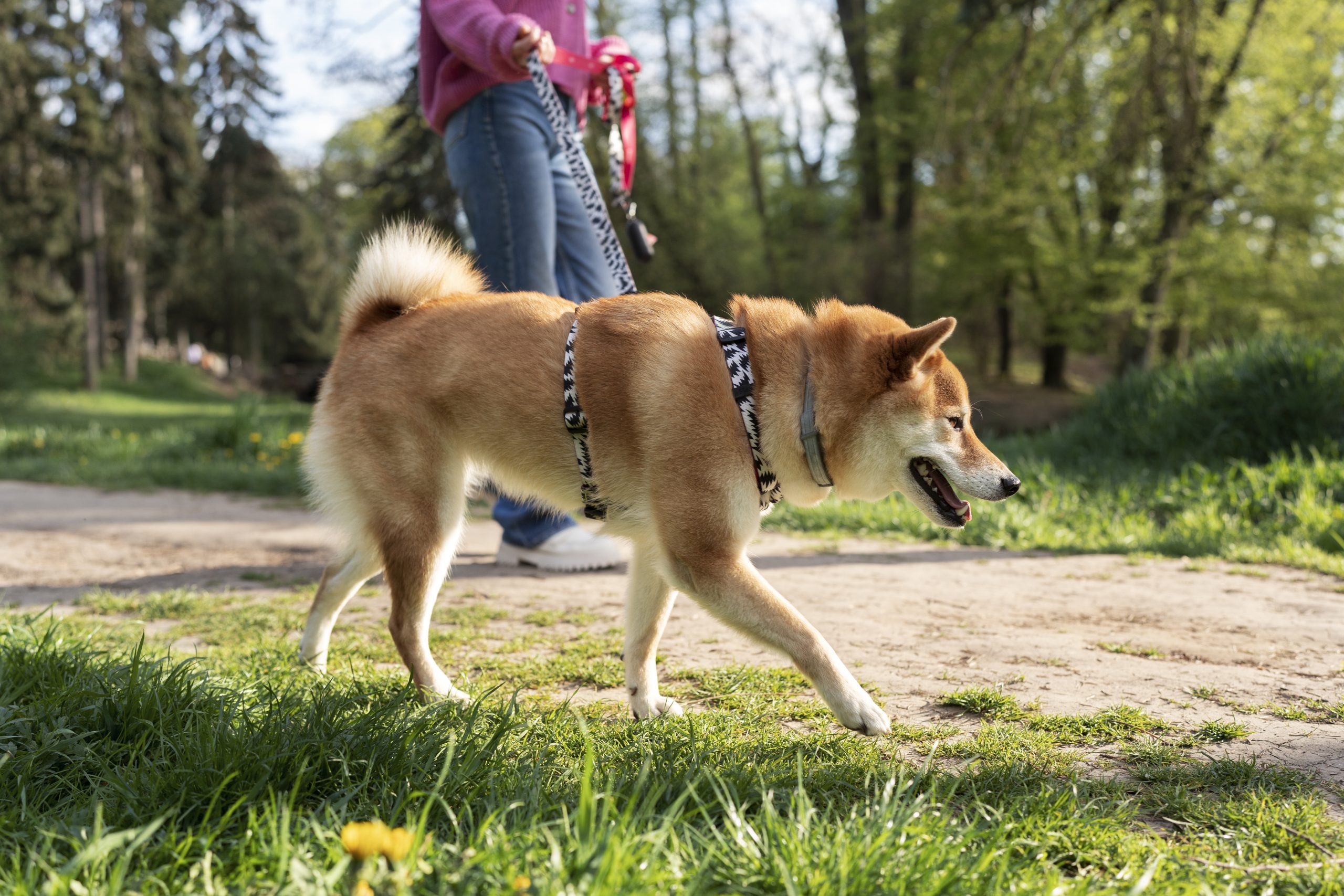 chien laisse