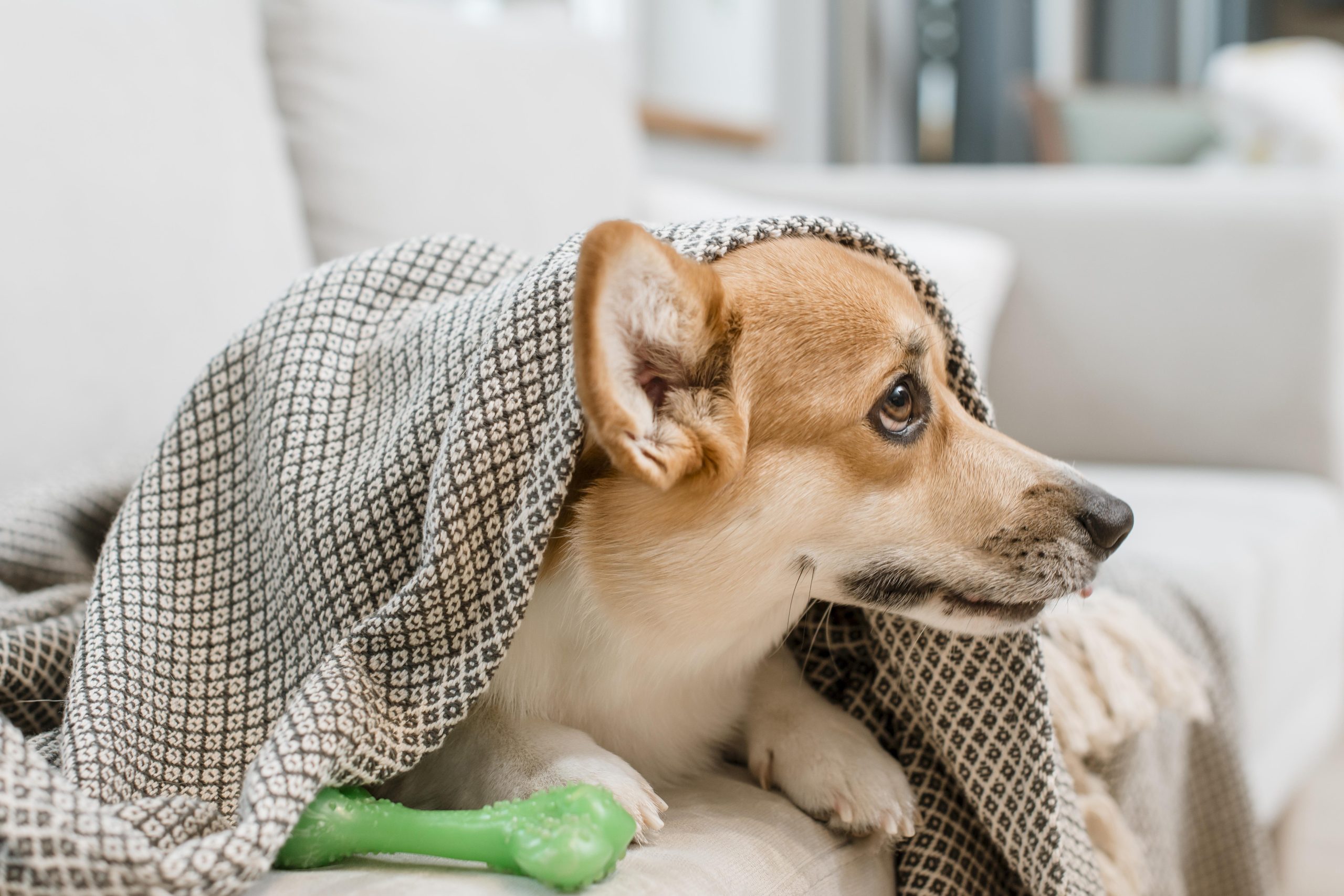 chien allergie