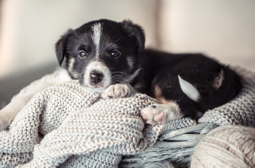 arrivée chiot