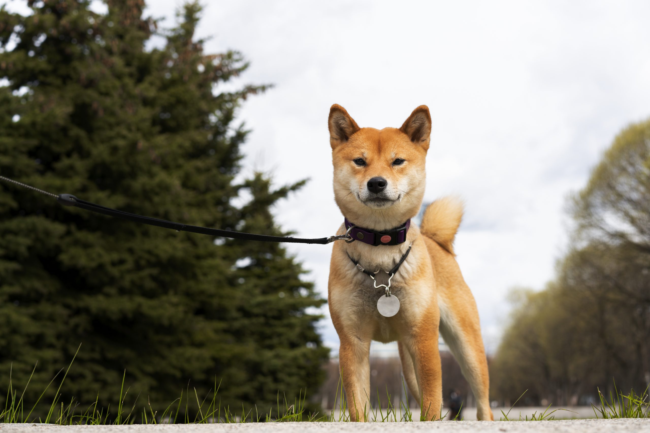 shiba LOF