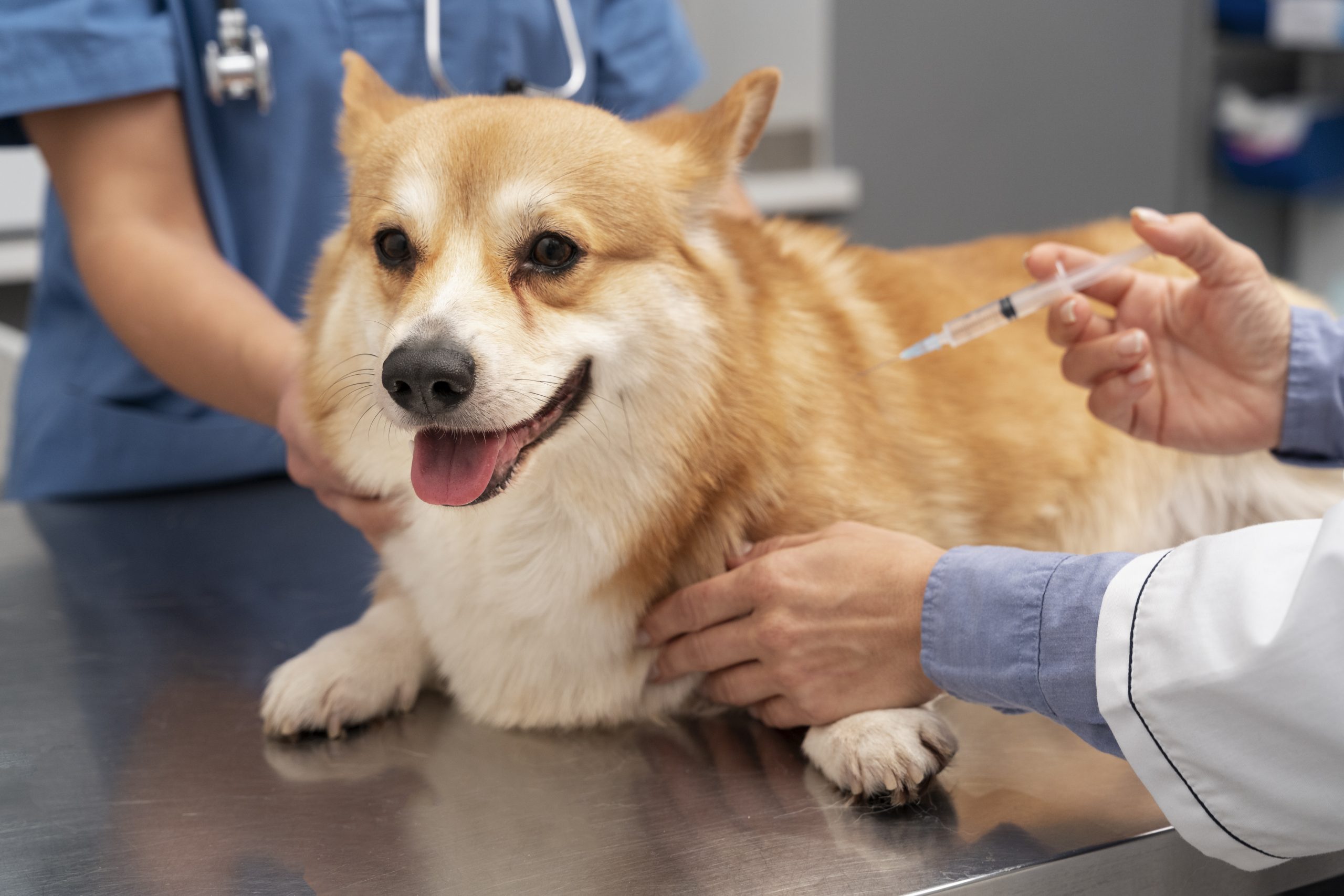 chien vaccin