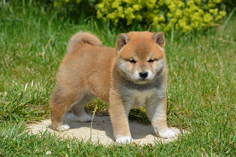 shina inu