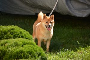 shiba inu