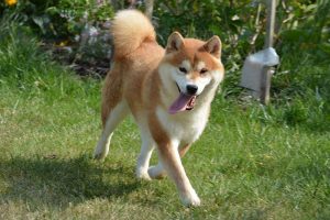 shina inu