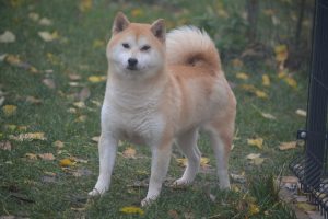 shiba inu