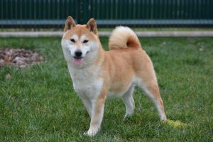 shiba inu