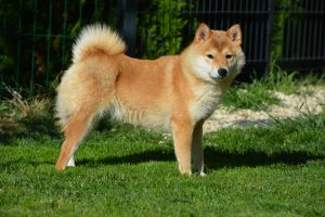 shiba inu