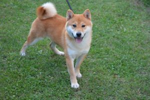 shiba inu