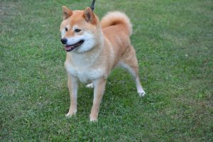 shiba inu