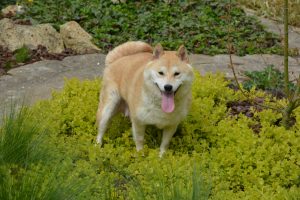 shiba inu happy puppy
