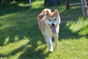 shiba inu