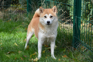 shiba inu happy puppy
