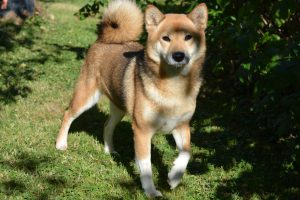 shiba inu