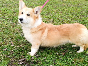 Usher de la vallée des crocs Corgi Pembroke