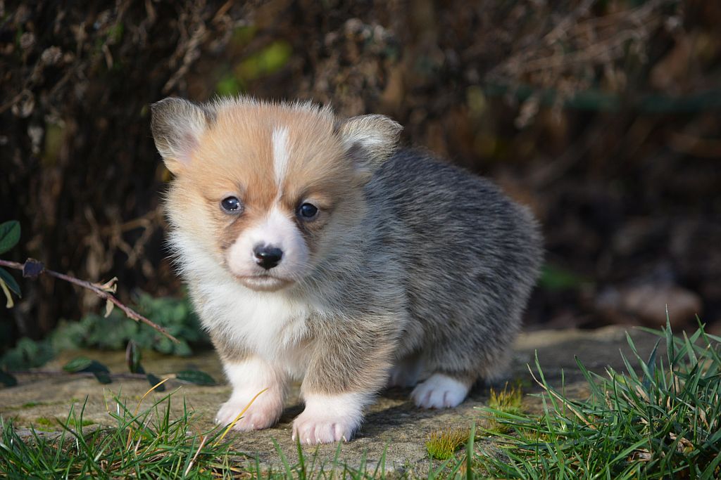 corgi pembroke