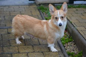 corgi pembroke
