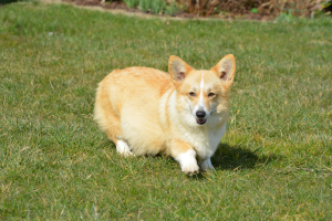 Corgis Reproducteurs