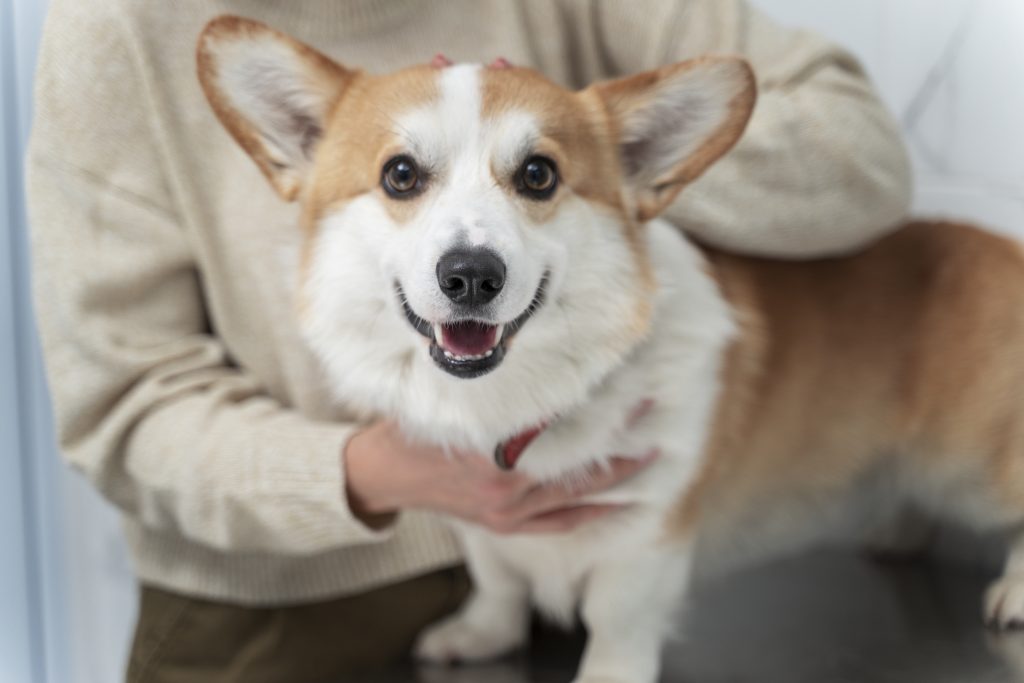 corgi pembroke