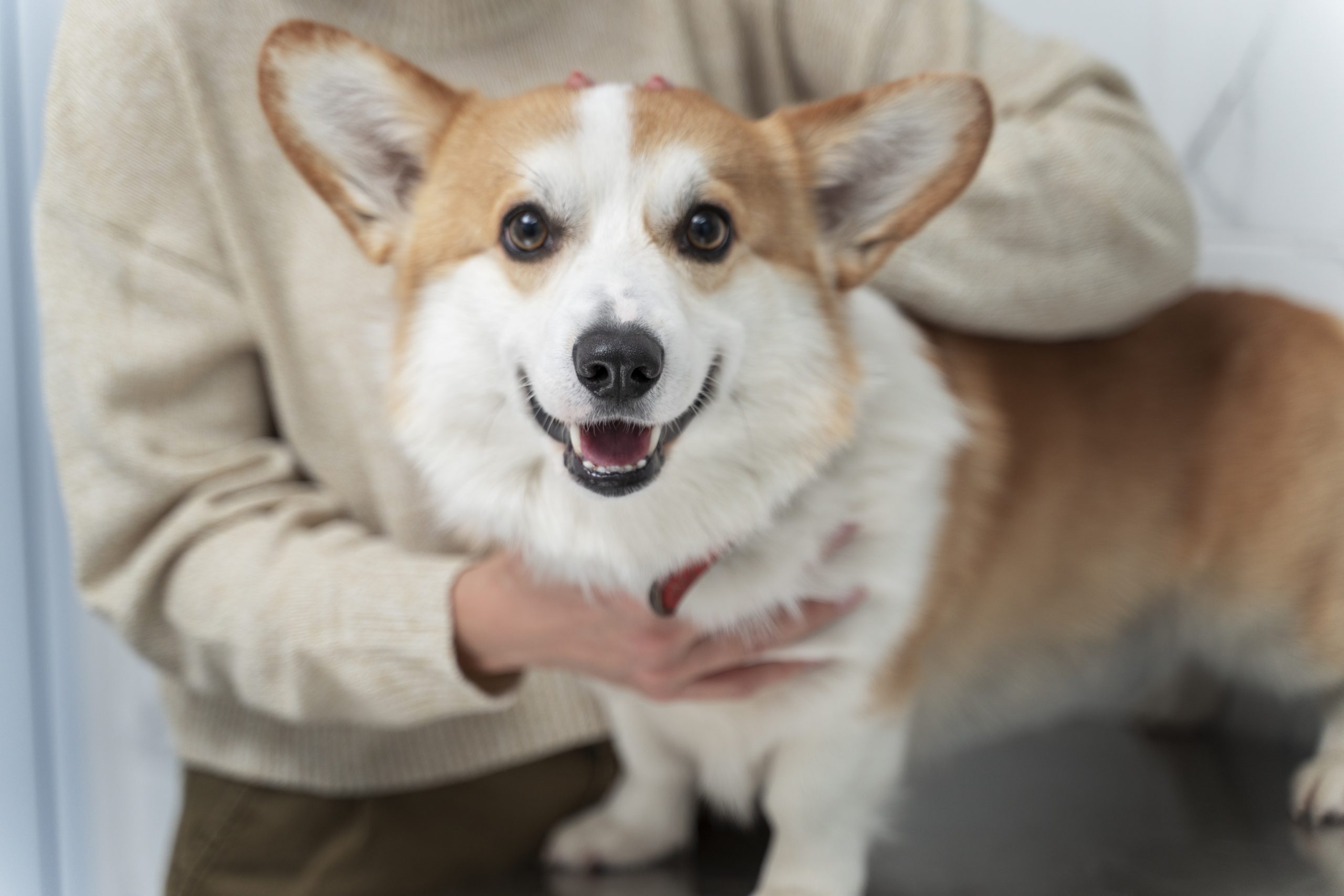 corgi pembroke