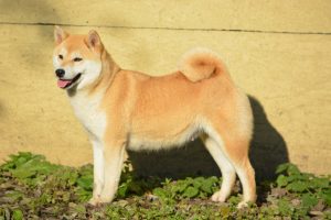 shiba inu
